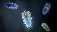 Life on Earth-Single-celled Organisms